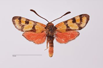 Vorschaubild Zygaena (Agrumenia) cocandica banghaasi Burgeff, 1927